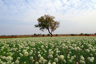 Onion Flowering