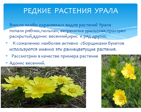 лебеда это культурное травянистое растение. растение южного урала сообщение. адонис весенний лютиковые. мать и мачеха растение. растительность урала мир урала.