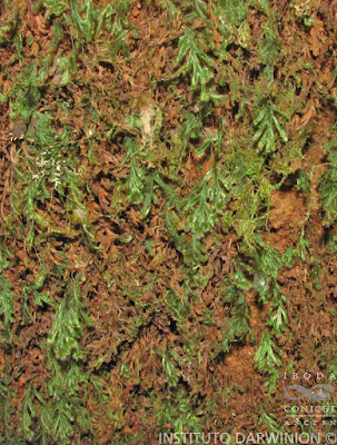 Hymenophyllum capurroi