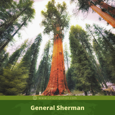 General Sherman