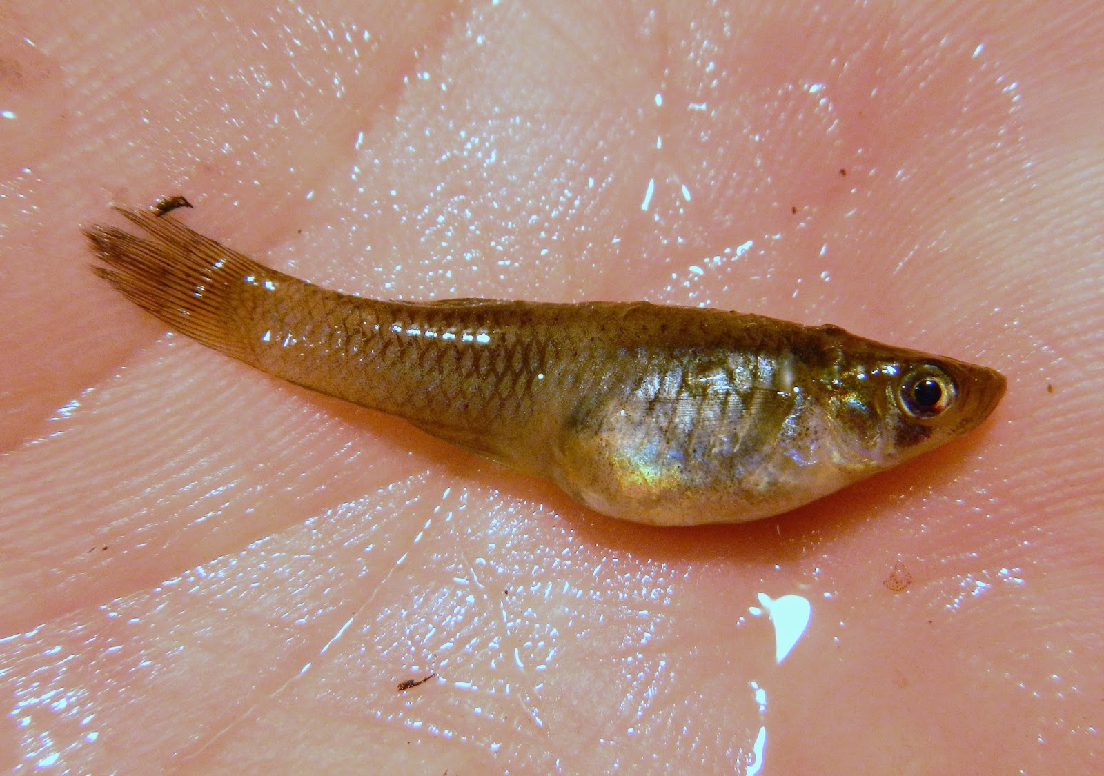 Western Mosquitofish