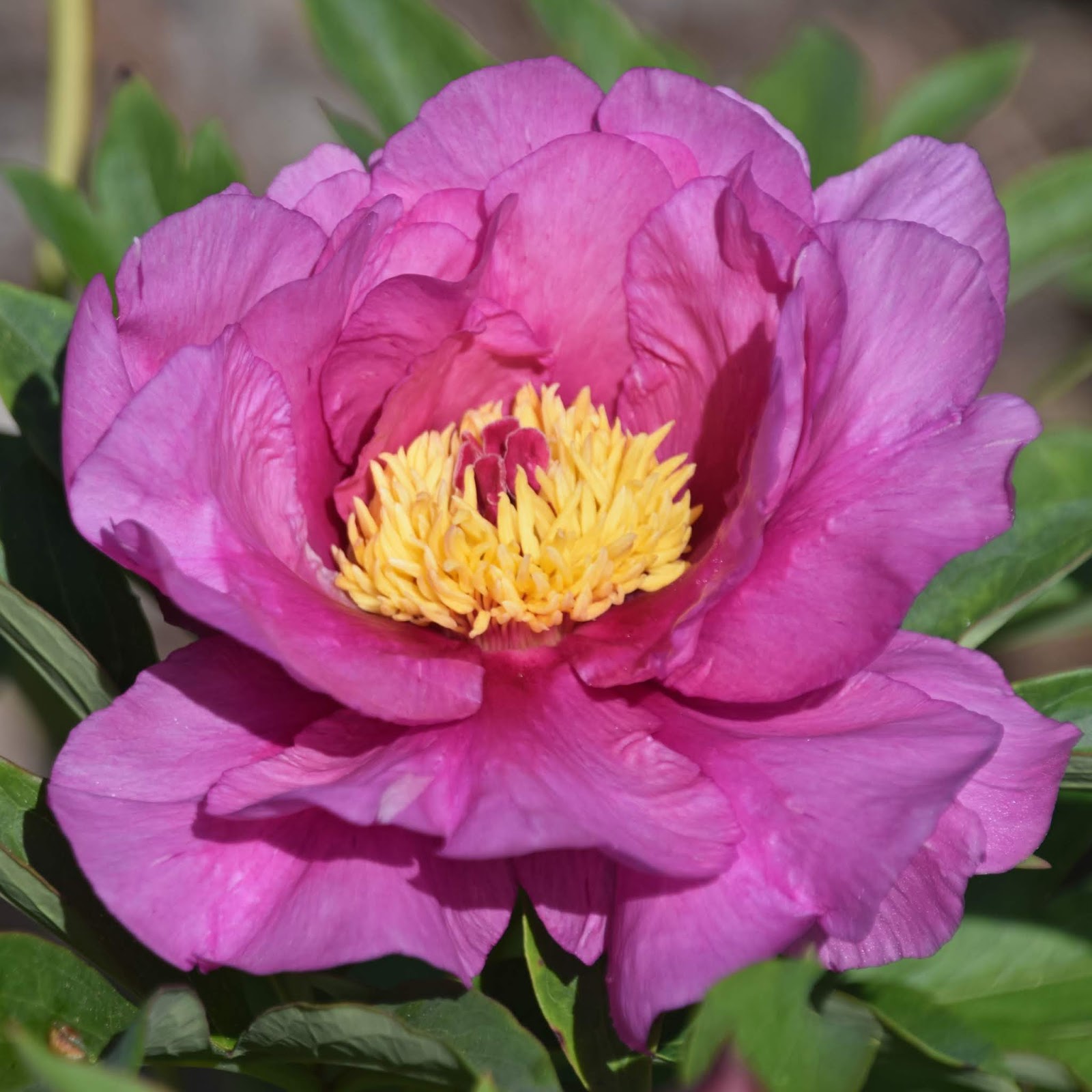 Southern Peony 2020 First Intersectional Peony Bloom of the Season