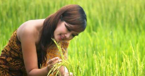 12 Arti Mimpi Tentang Padi Menurut Islam Primbon Jawa Dan Erek Erek 2D 3D  4D - Islam Primbon Erek Erek