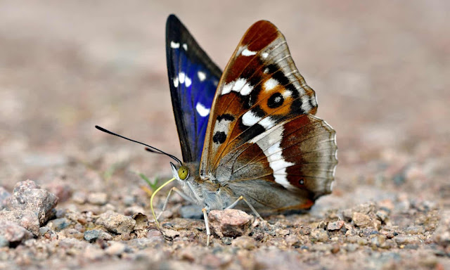 A purple emperor butterfly