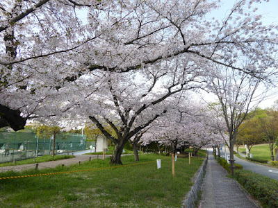寝屋川公園の桜