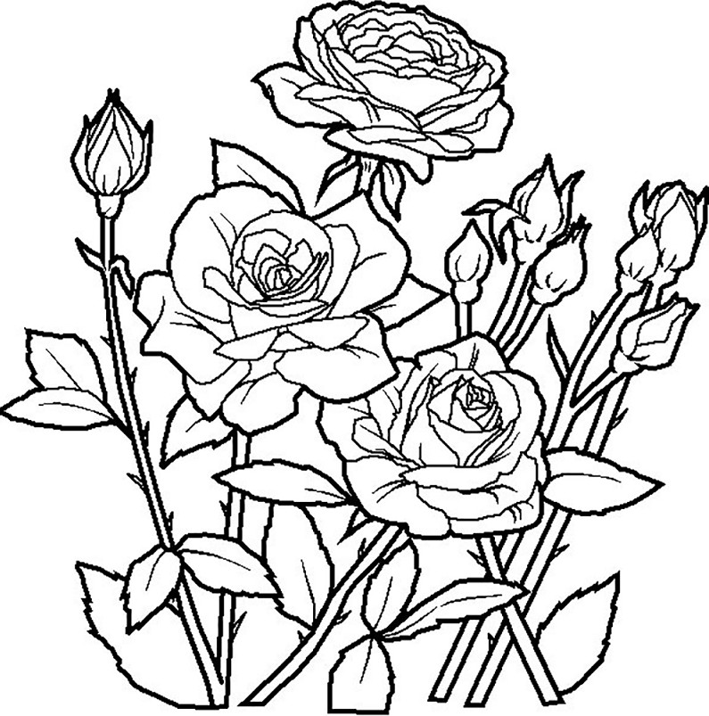  Gambar Sketsa Hitam Putih Gambar Mewarnai Bunga Matahari 