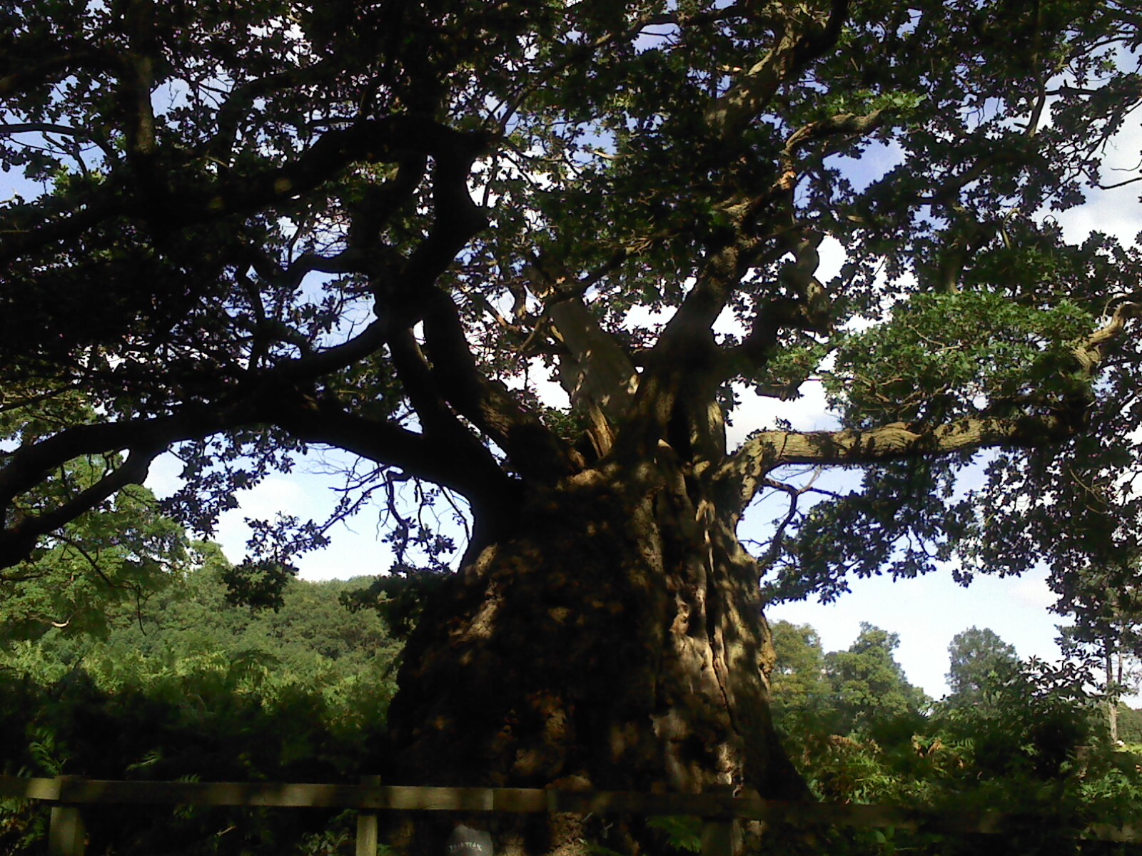 Swadlincote and me: Late summer Calke Walk
