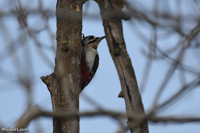 Picot garser gros (Dendrocopos major)