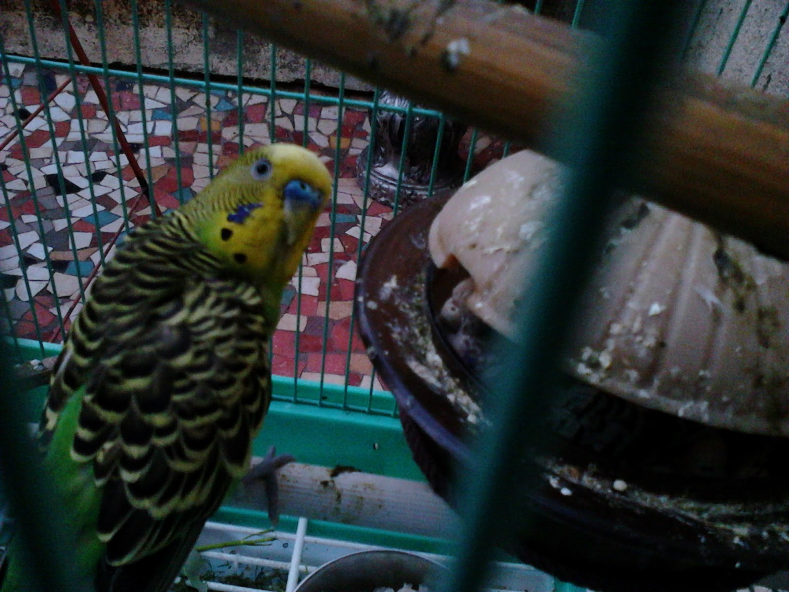 Garden Care Simplified Love Birds Pets Behaviour Guide Bathing Feeding