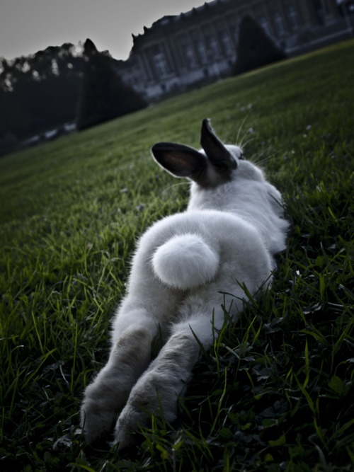 Bunny Butt 47
