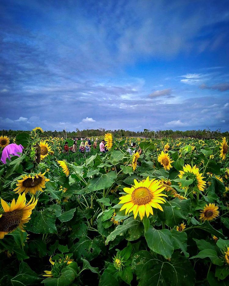 Bunga Matahari Malang Foto Menengok indahnya kebun bunga matahari