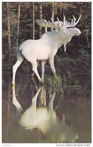 神秘的で美しい 白いアルビノ動物たち 15選 N ミライノシテン