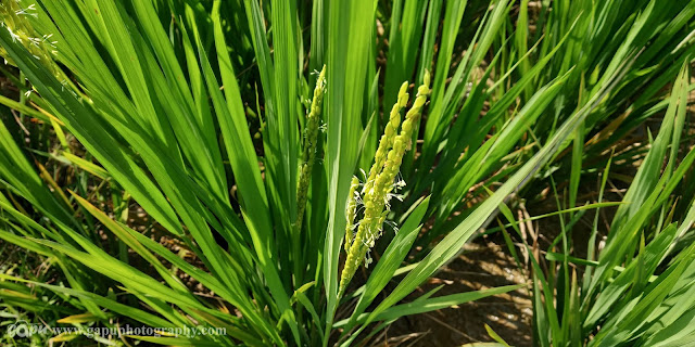 Odisha farming