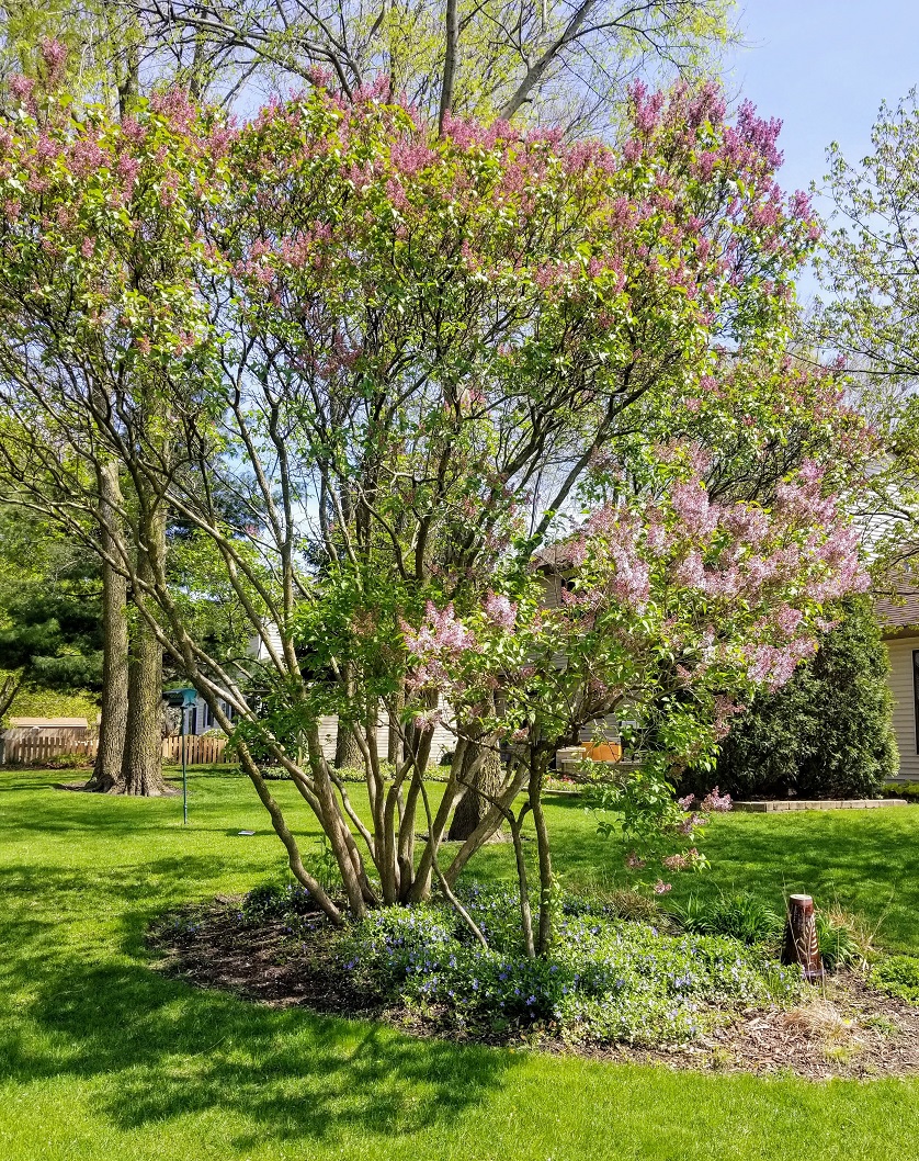 A J Rahn Greenhouses Miss Kim Lilac
