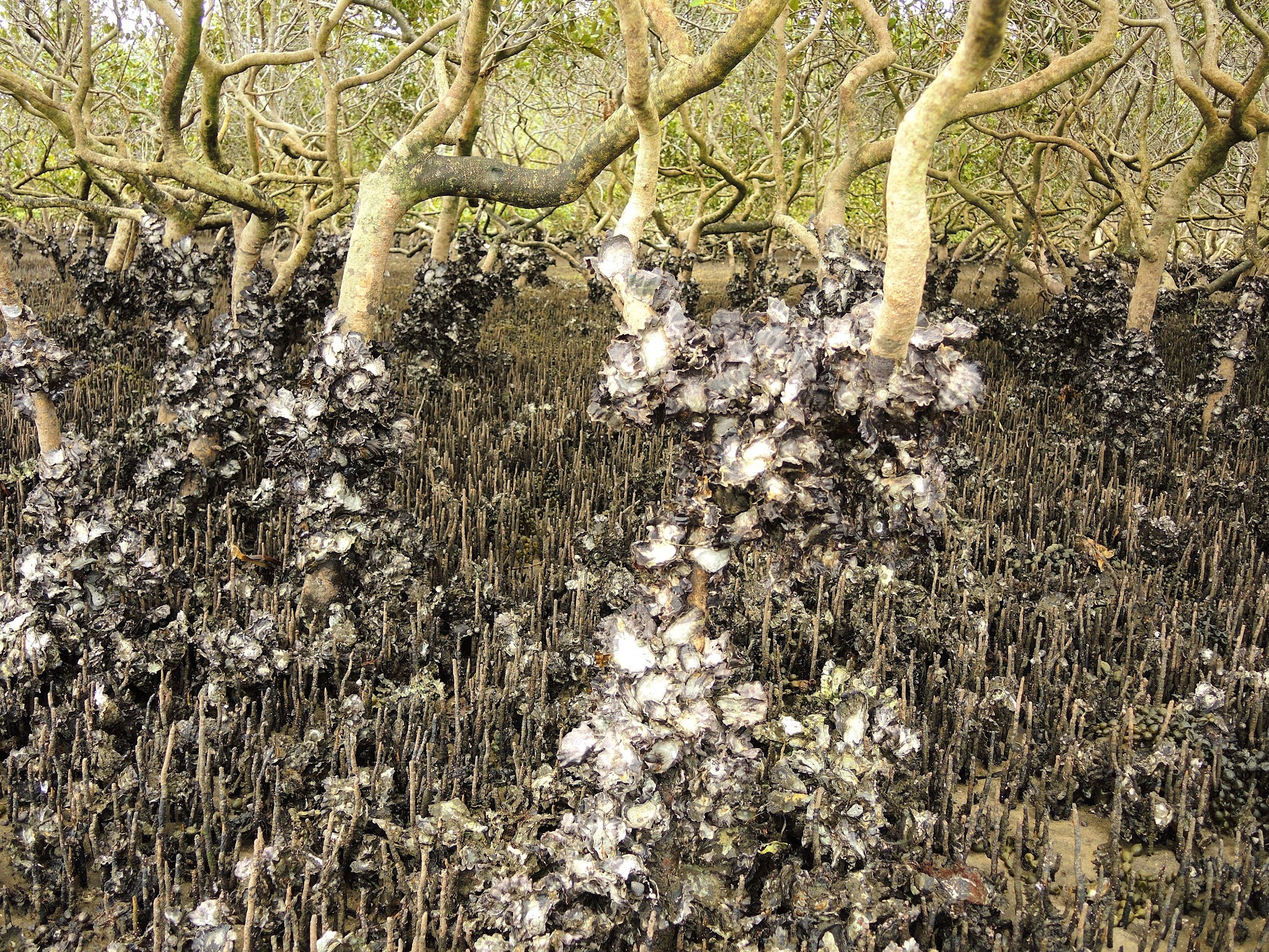 Queensland Coast Oysters in the Mangroves