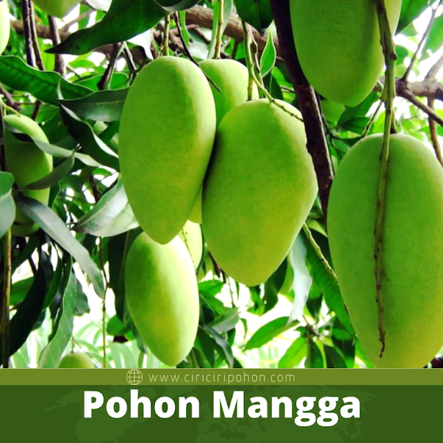 Pohon Mangga