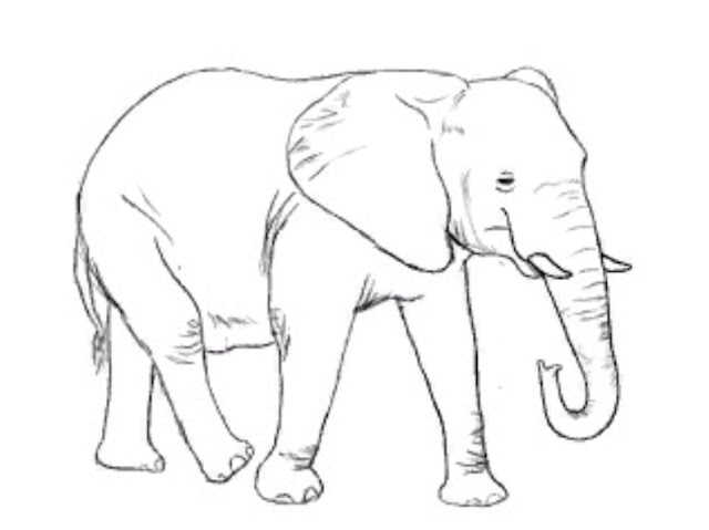 Sketsa Hewan Gambar Gajah