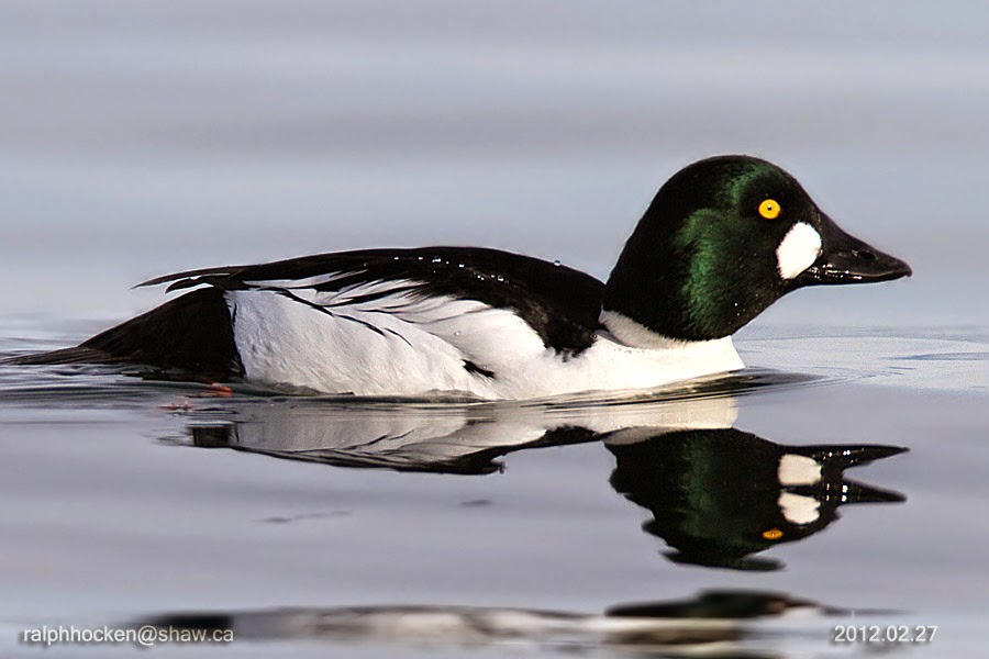 The Backyard Wildbird and Nature Store Nanaimo bird report, January 18