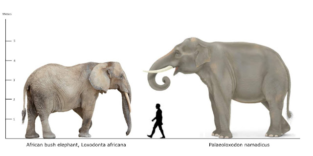 Tamaño del Palaeoloxodon namadicus, el elefante más grande de la historia