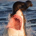 Φώκια προσπαθεί να γλιτώσει από τα σαγόνια καρχαρία