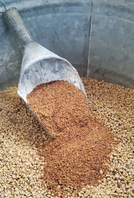 metal scoop of Flock Flax in feed bin
