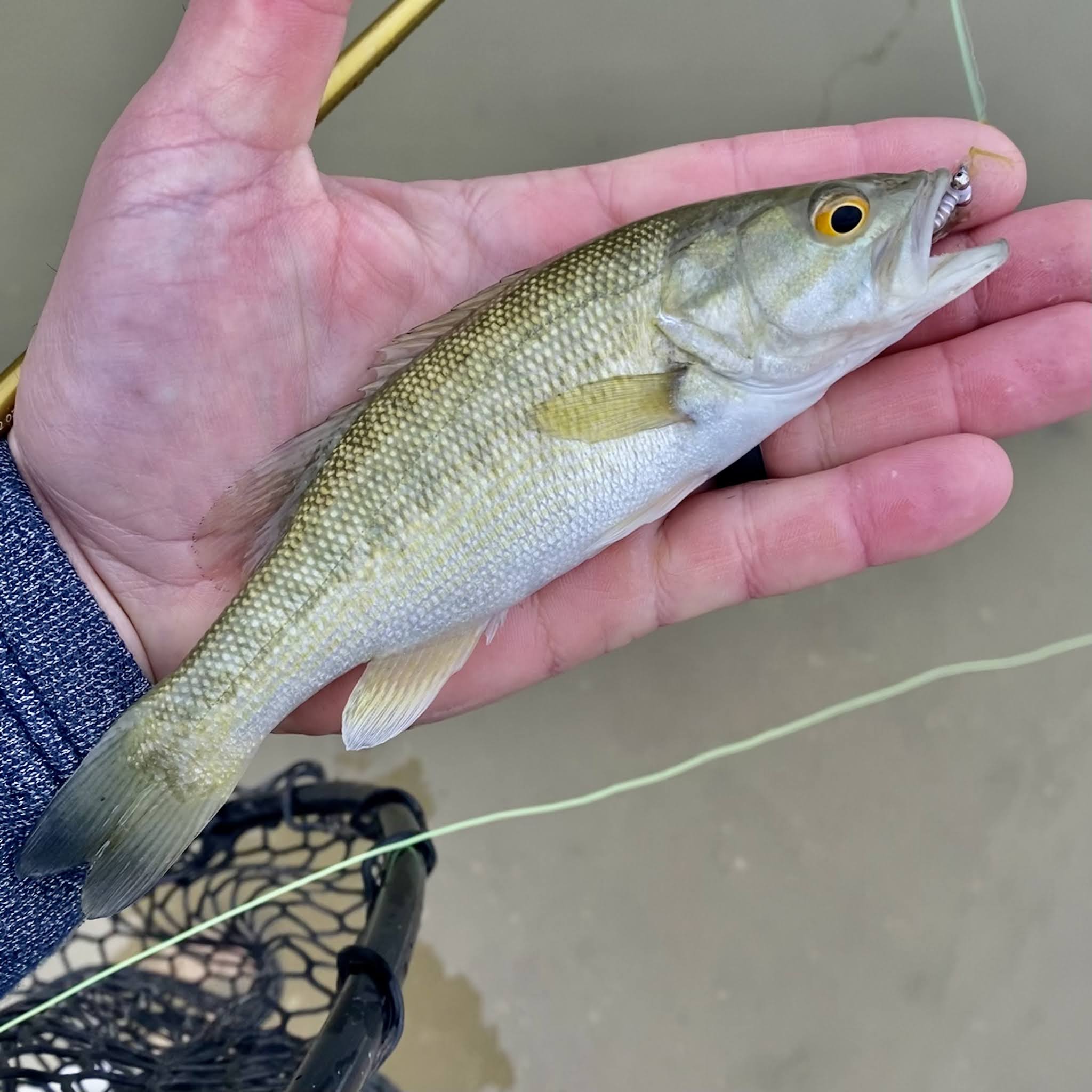 The Plight of the Guadalupe Bass