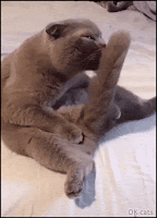 Funny Cat GIF • Blue cat licking his huge tail in a funny way.“Yes, yes, I am sexy and I know it.”