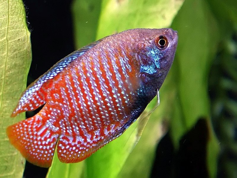 juwel korall 60 goldfish aquarium review juwel korall 60 goldfish aquarium review