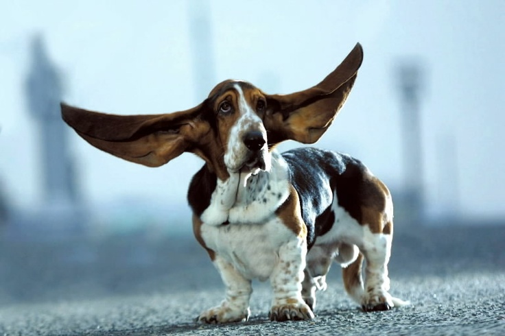 Blupet - Os 10 vídeos de cachorro mais engraçados do  - Vídeo