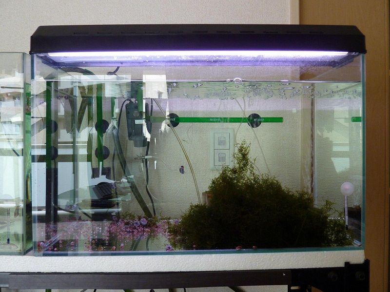 The 5-Minute Rule for Betta Fish Tank Ideas The 5-Minute Rule for Betta Fish Tank Ideas