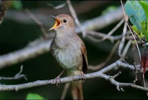 Featured image of post Suara Burung Flamboyan Betina - Silahkan baca dan pahami halaman ini.