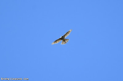 Astor (Accipiter gentilis)