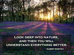 nature quotes deep famous into einstein albert everything understand better then inspirational quote ll forest field frosty inspiration quotesgram deeper