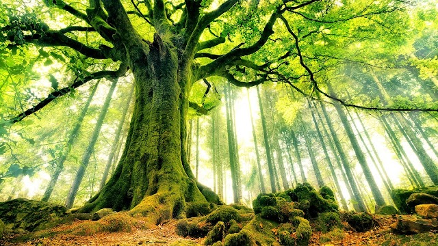 Tình bạn cũng như một cái cây