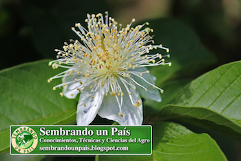 floración cultivo guayaba