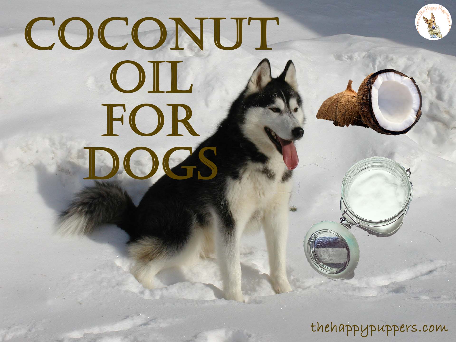 Coconut oil for dogs
