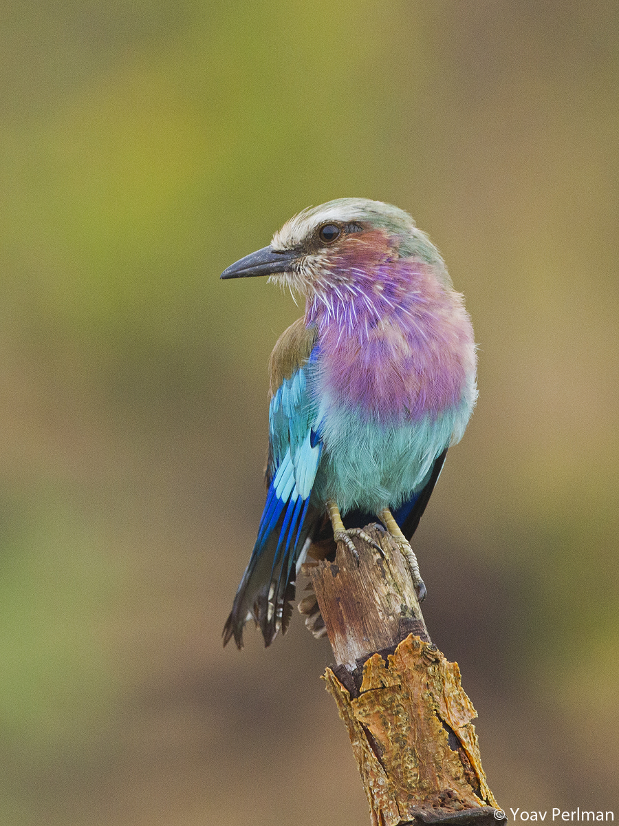 Yoav Perlman - birding, science, conservation, photography: Kruger Park ...