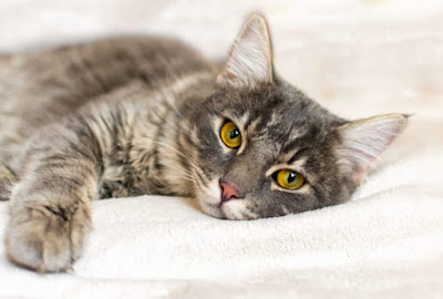 Akibat Ganti Makanan Kucing Resiko Ganti Makanan Kucing