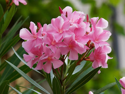 Oleandro (Nerium oleander) Cultivo do Oleandro (Nerium oleander)