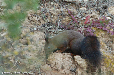 Esquirol (Sciurus vulgaris)