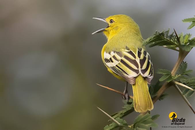 Kumpulan Suara Burung Cipoh Betina Pemikat Mp3 Pamankicau