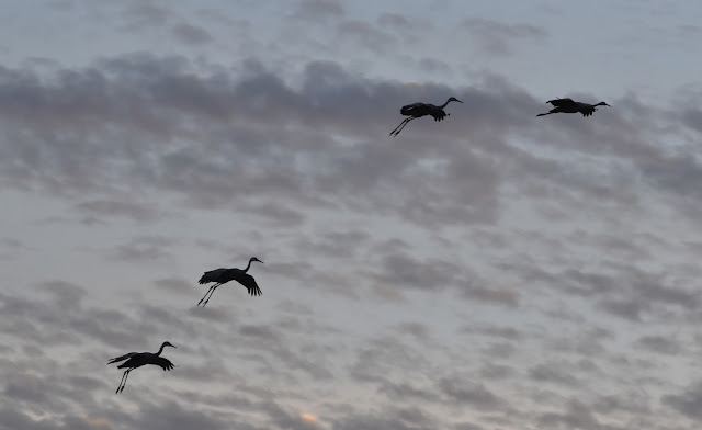  Sandhill Cranes fly-ins at Bosque del Apache National Wildlife Refuge