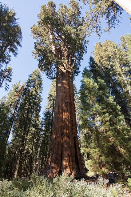 Sequoia National Park- caminando por el Bosque Gigante - Viaje con tienda de campaña por el Oeste Americano (19)