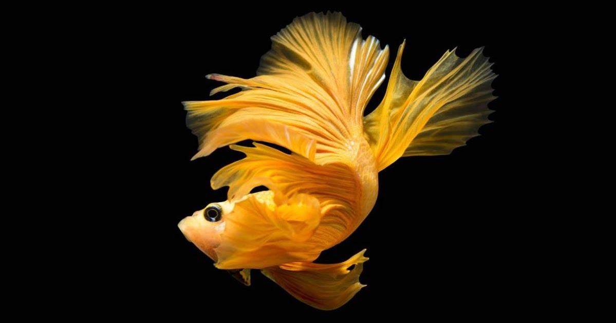 Betta Fish Live Wallpaper