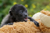 GBM Marketing's Matt Banes saves Howler Monkeys in Costa Rica