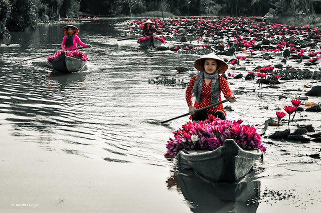 The blossom season of Water Lily Flower in Vietnam