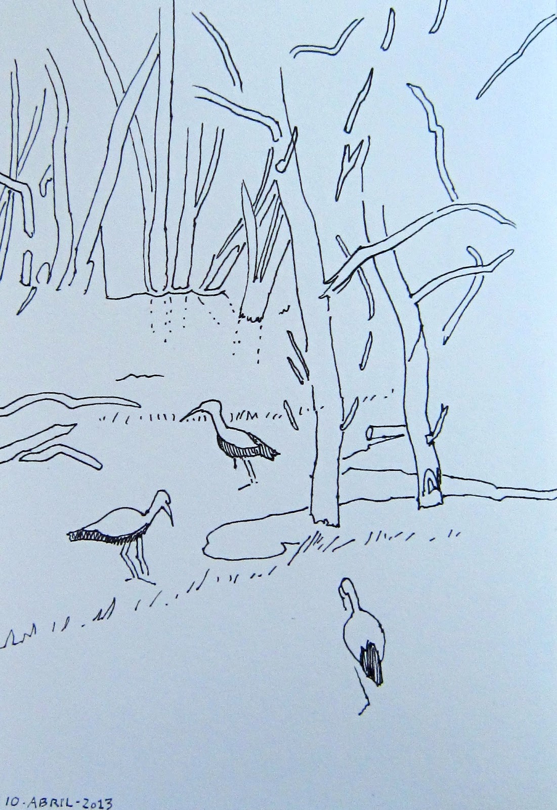 Meredith Nemirov: APRIL TREE DRAWINGS