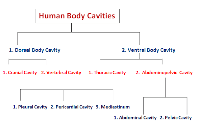 Human Body Cavities - Dorsal and Ventral