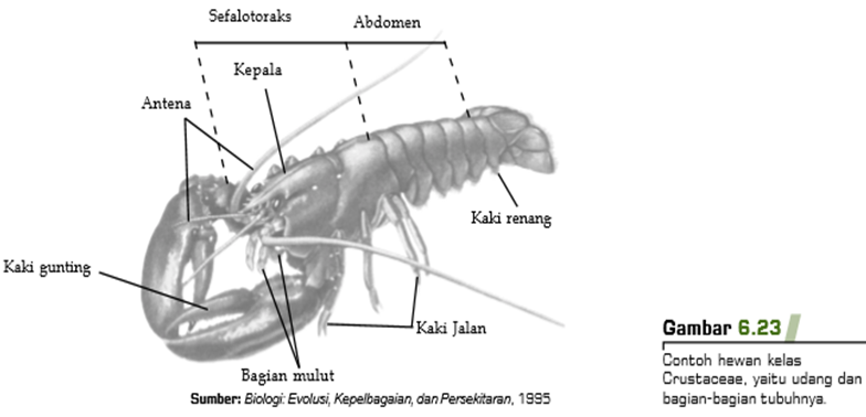 Unduh 95 Gambar Hewan Filum Arthropoda Paling Baru Gratis