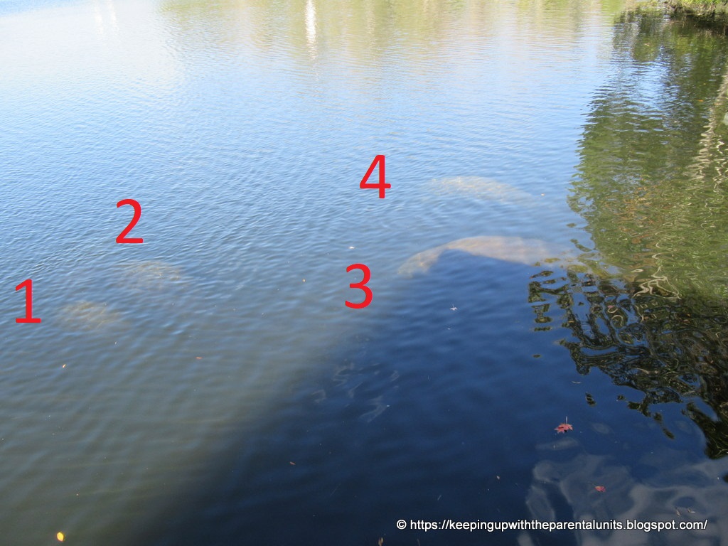 Keeping Up With The Parental Units: What Does Manatee Breath Smell Like?